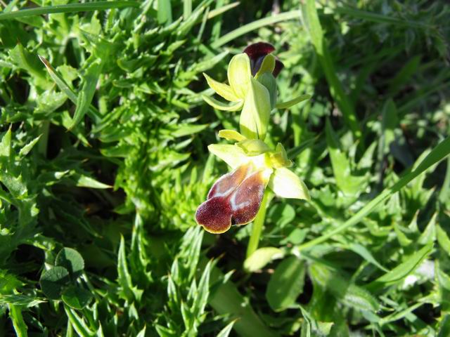 Un''altra Ophrys